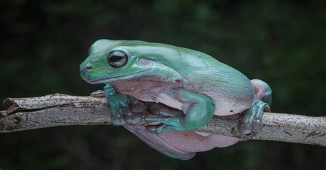 Australian Whites Tree Frog Cb Babies | ubicaciondepersonas.cdmx.gob.mx