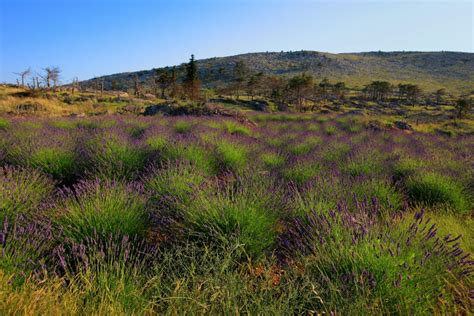 Hvar: Croatia's Lavender Island - Total Croatia