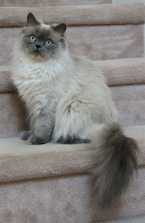 Cats, Himalayan cat and Colors on Pinterest