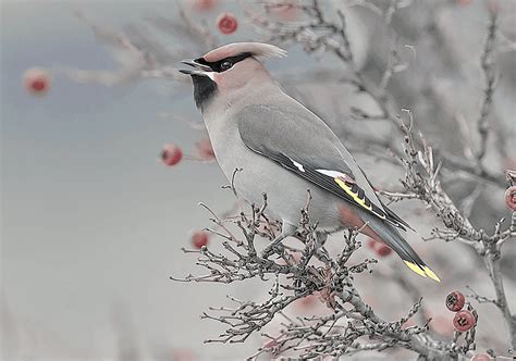 Bohemian Waxwing - ID, Facts, Diet, Habit & More | Birdzilla