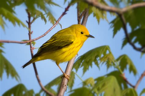 Photographing the Spring Bird Migration at Magee Marsh | Martin Belan