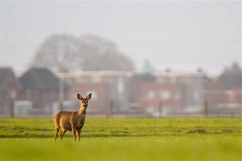 Deer & Bowhunting – Suburban Whitetail Management