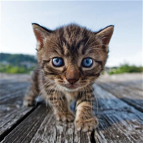 Curiosity | Kittens and puppies, Kittens cutest, Cute animals