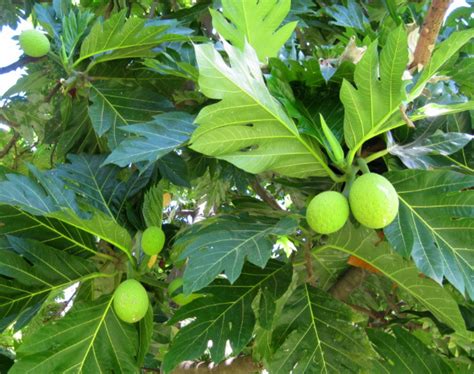 Breadfruit Leaves (ArtocarpusAltilis) | Island Herbs & Spices