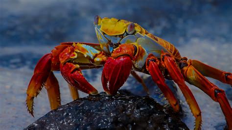 Wildlife at Galapagos Island | Celebrity Cruises - Galapagos