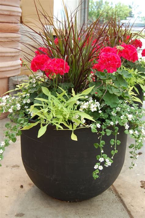 Schaefer Greenhouses: How To Plant a Patio Pot Container Garden