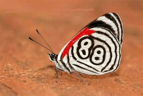 Butterflies from around the world - Australian Butterfly Sanctuary