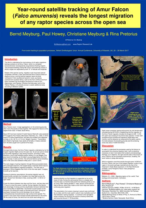 (PDF) Year-round satellite tracking of Amur Falcon (Falco amurensis) reveals the longest ...