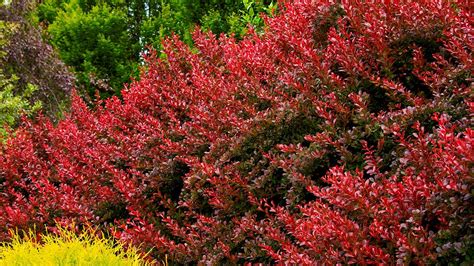 How to Use Barberry in the Landscape – Grow Beautifully