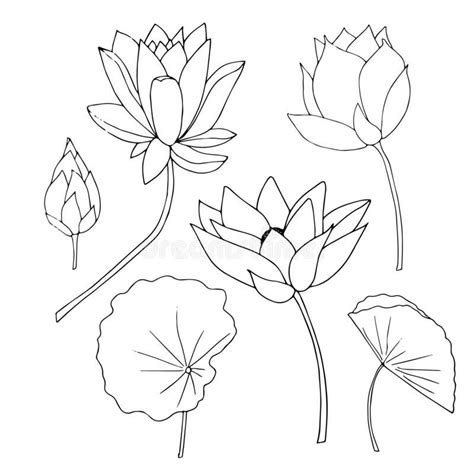 Lotus flower, bud, leaves plant set. Art monochrome design element hand drawn ink sketch stock ...