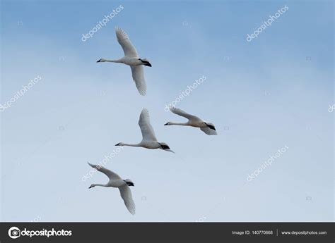 Tundra swan migration Stock Photo by ©davidhoffmannphotography 140770668