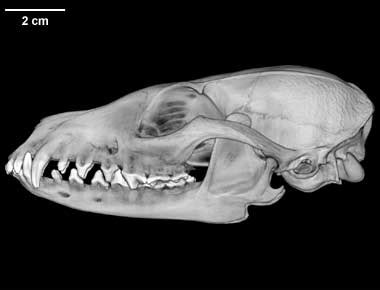 Digimorph - Urocyon cinereoargenteus (gray fox) - female