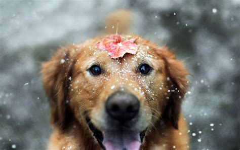 dog, Animals, Snow, Leaves, Fall, Labrador Retriever Wallpapers HD / Desktop and Mobile Backgrounds