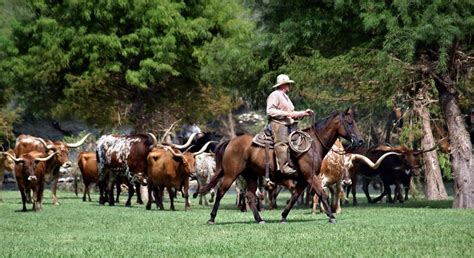 Texas History - What were the Four Major Cattle Trails in 1800s Texas? | Houstion Estate ...