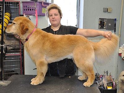 How To Properly Groom A Golden Retriever