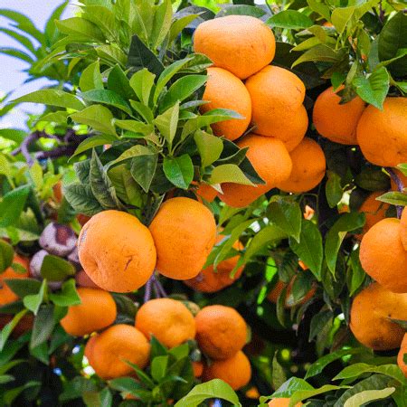 Murcott Honey Mandarin Trees for Sale – FastGrowingTrees.com