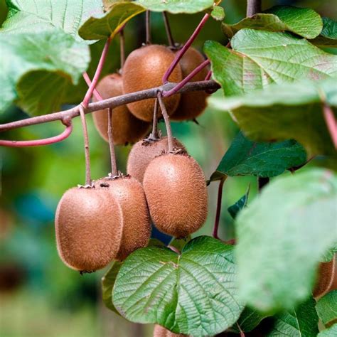 Climbing Fruit Plants - Plants BC