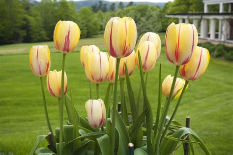 How to Grow Tulip Flowers like a Jeweled Crown