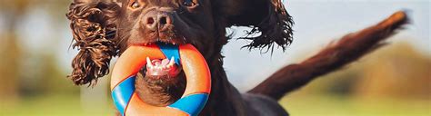 Throw & Fetch Dog Toys - Balls, Sticks, Discs | RECREATIONiD.com