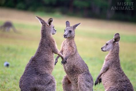 Types Of Kangaroos: The Six Kangaroo Species Of Australia