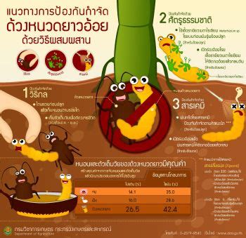 infographicด้วงหนวดยาวอ้อย - กลุ่มงานวิจัยการใช้สารป้องกันกำจัดศัตรูพืช ...