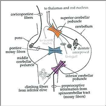 Functional and Anatomical organisation of the cerebellum