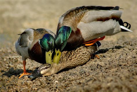 Mating Mallards | Spring is most definitely in the air. Look… | Flickr