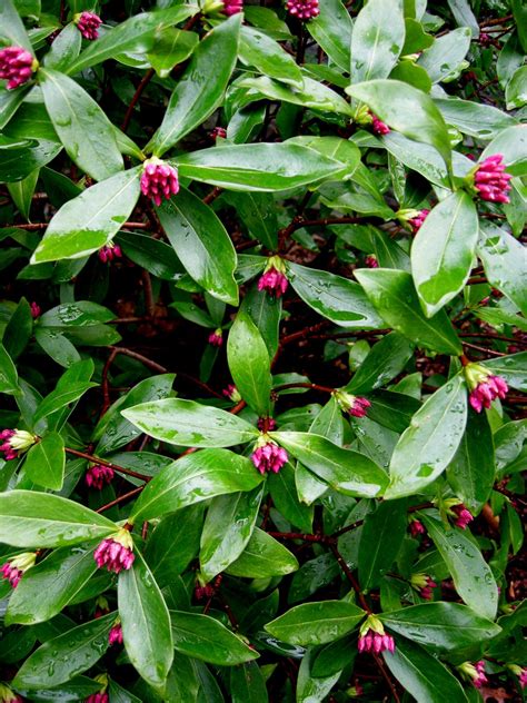 winter daphne Daphne odorata | Garden shrubs, Evergreen garden, Garden ...