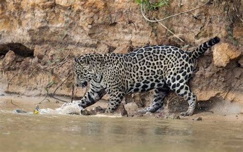 Ferocious battle between jaguar and yellow anaconda captured by ...