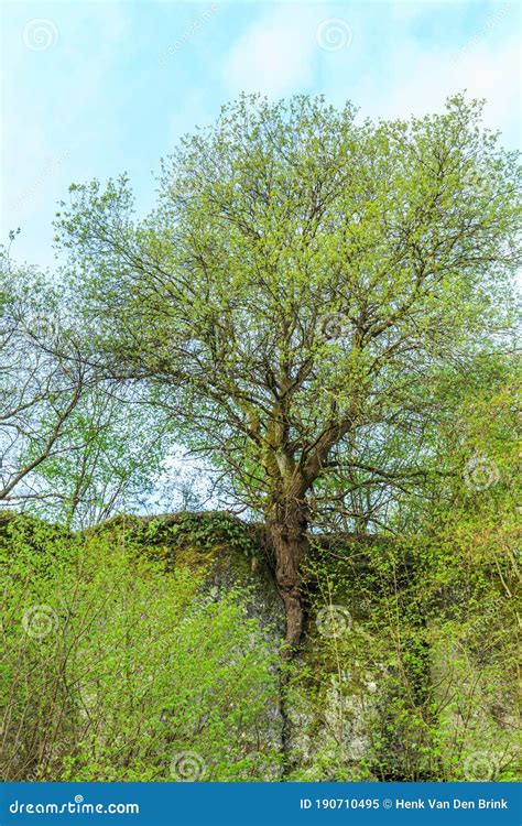 Close Up of Tree Rooted in Crack of Dolomite Rock Stock Image - Image of dolomite, close: 190710495