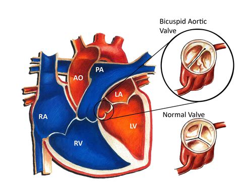 Bicuspid Valve Function and Location - Oliver Jones