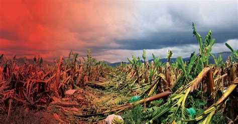 HURRICANE-RESISTANT AGRICULTURE - THE STAR - St Lucia