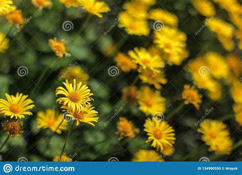 Shallow Depth of Field Photo, only Single Blossom in Focus, Small Yellow Flowers - Abstract ...