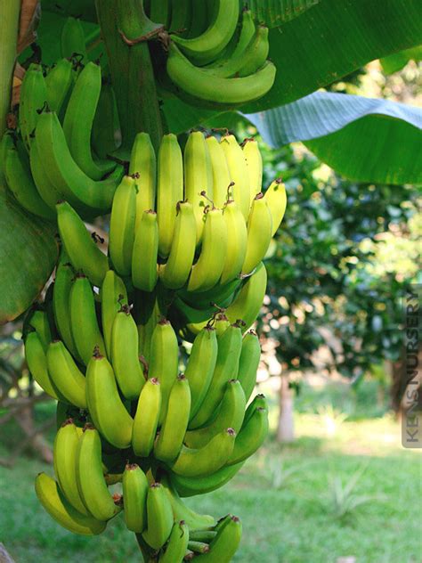 Gran Nain Banana Tree – Kens-Nursery