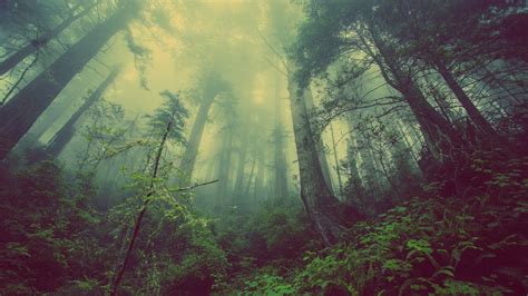 Download wallpaper 3840x2160 dense, forest, nature, plants, tree 4k wallpaper, uhd wallpaper, 16 ...