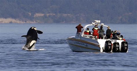 New whale-watching restrictions enacted to protect southern resident orcas | The Seattle Times