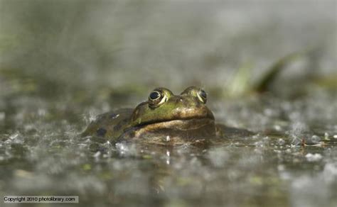 Have you heard a Marsh Frog?! Pagham Harbour is the place to go ...