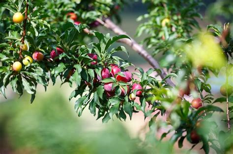 Premium Photo | Ripe red plum fruit on the tree