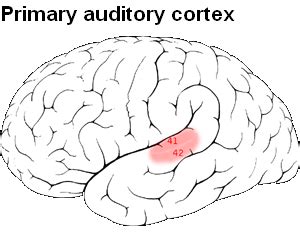 Primary Auditory Cortex – Introduction to Sensation and Perception