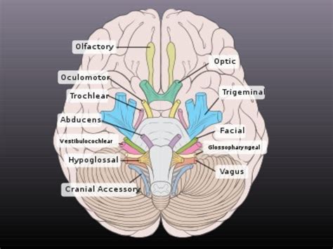 Cranial Nerve 8 Function