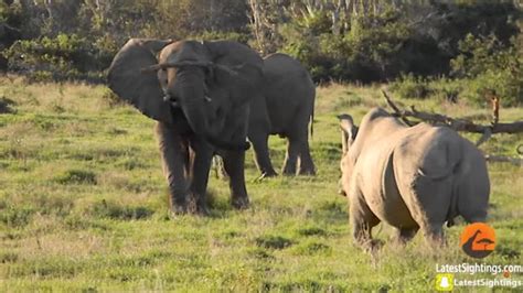 Elephant uses a stick to scare away angry rhino. Watch incredible video | Trending - Hindustan Times