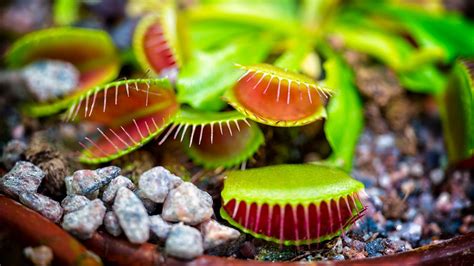 30+ Arriba Para Imagenes De Plantas Carnivoras Para Imprimir - Alyshia Kanters Blogs