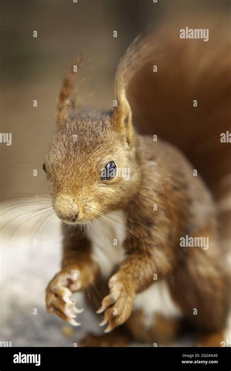 Squirrel eating nuts in forest, wild and free animals Stock Photo - Alamy