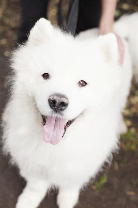 Simba - Large Male Samoyed Mix Dog in SA - PetRescue