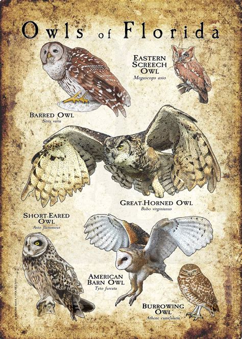 The Six Owl Species Found in Florida – Nature Blog Network