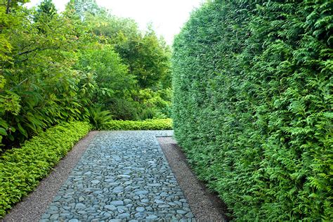 Hedges (shrubs) for Shade | Hedges that Grow in Shade