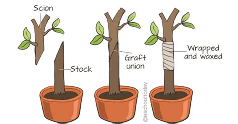 Artificial Vegetative Propagation - Education Companion Blog