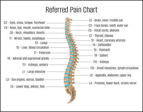 What Is Referred Pain? - Oviedo Chiropractic