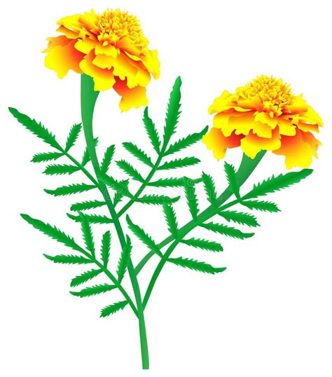 Marigolds Stock Illustrations – 7,329 Marigolds Stock Illustrations, Vectors & Clipart - Dreamstime