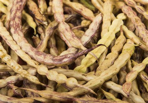 Are mesquite beans the next gluten-free superfood? | Superfood ...